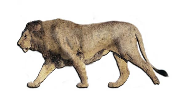 European / Eurasian cave lion (Panthera leo spelaea / Panthera spelaea)