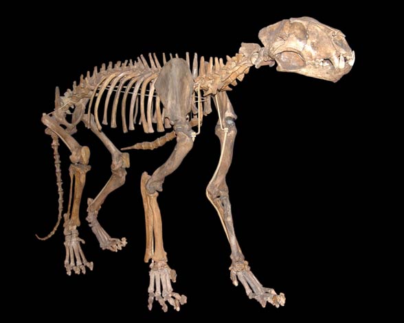 European Eurasian Cave Lion DinoAnimals Com   European Cave Lion 4 