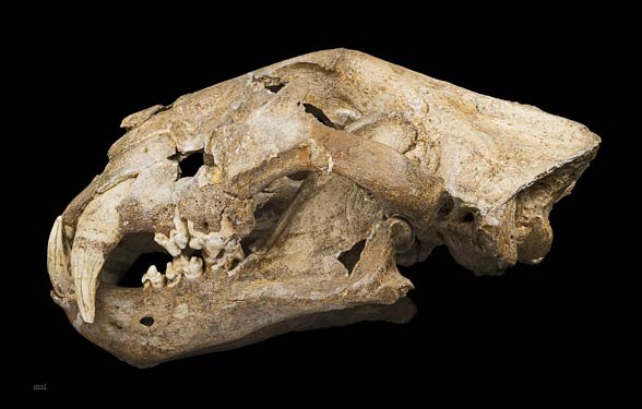 European / Eurasian cave lion (Panthera leo spelaea / Panthera spelaea)
