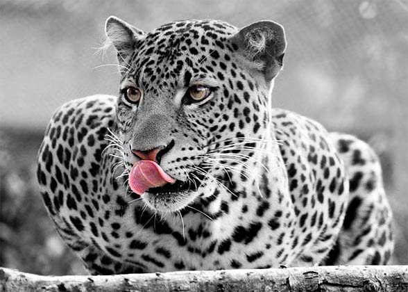 Leopard (Panthera pardus)