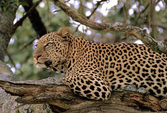 Leopard (Panthera pardus)