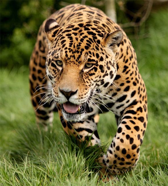 Leopard (Panthera pardus)