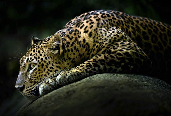 Leopard (Panthera pardus)