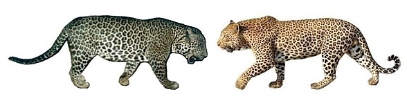 Leopard vs jaguar