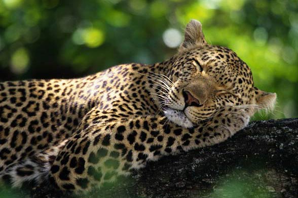 Leopard (Panthera pardus)