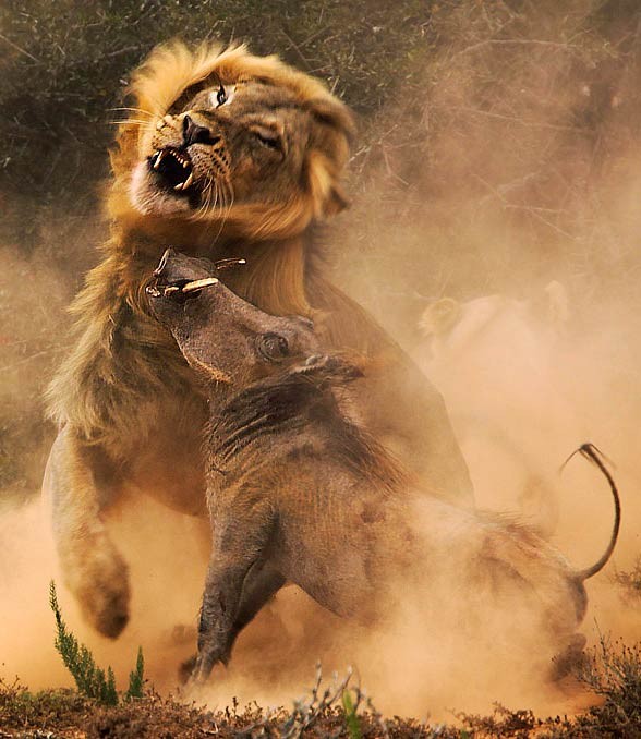 Lion - the king of animals | DinoAnimals.com