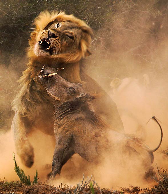 Lion vs warthog