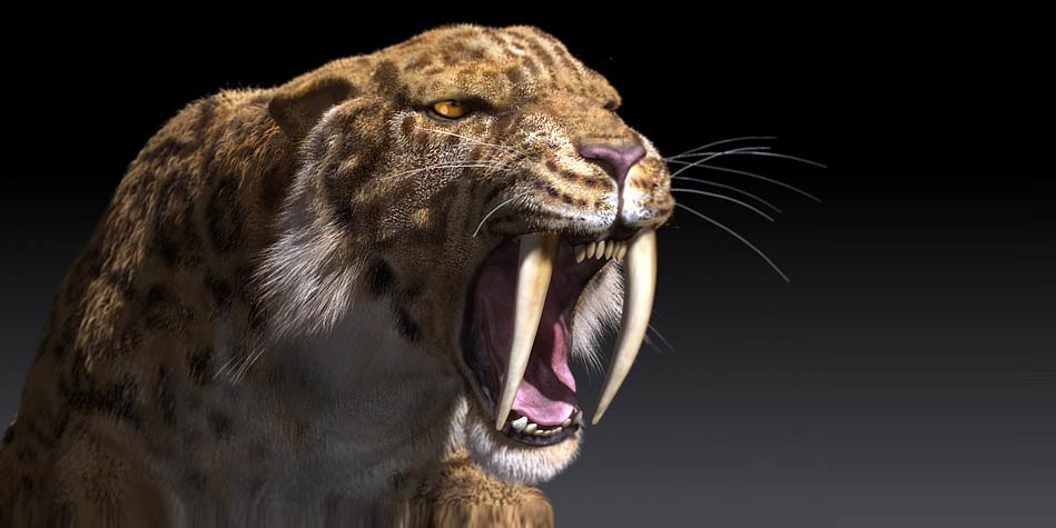 What If Saber Tooth Tigers Didn t Go Extinct