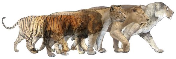 Sabertooth Tiger Vs Smilodon