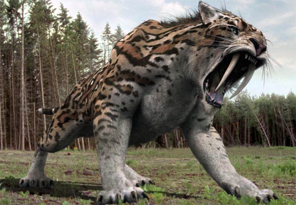 The Saber Toothed Tiger Smilodon 