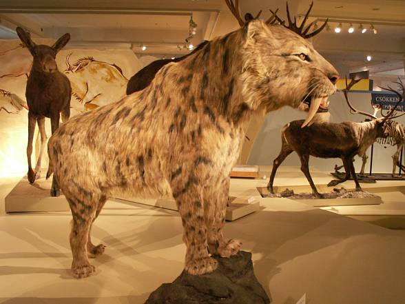 The Saber-toothed tiger (Smilodon)