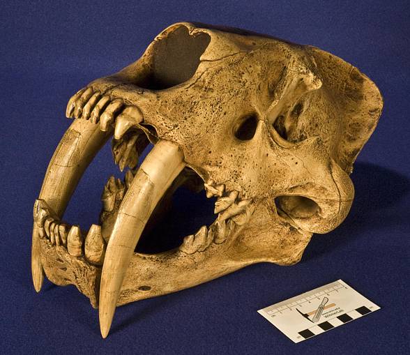 The Saber-toothed tiger (Smilodon)