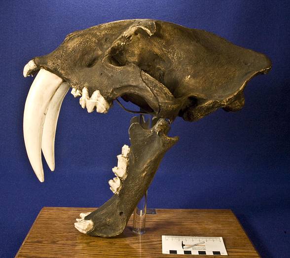 The Saber-toothed tiger (Smilodon)