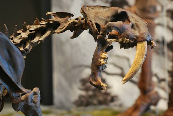 The Saber-toothed tiger (Smilodon)