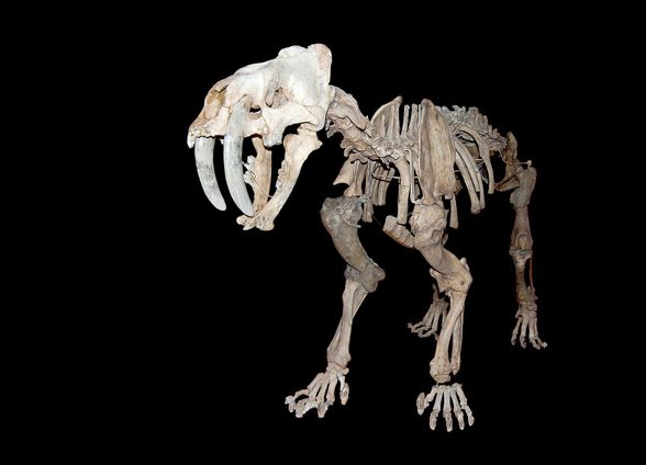 The Saber-toothed tiger (Smilodon)