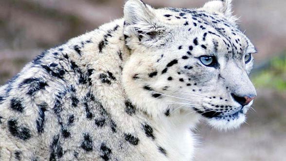 Snow leopard (Panthera uncia)