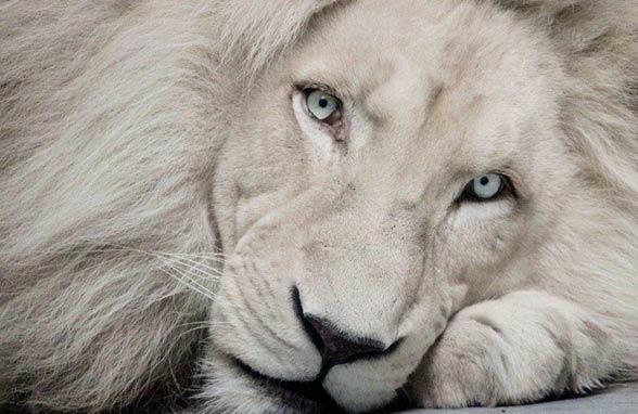 White lion