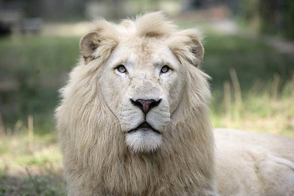 White lion