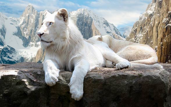 White lion