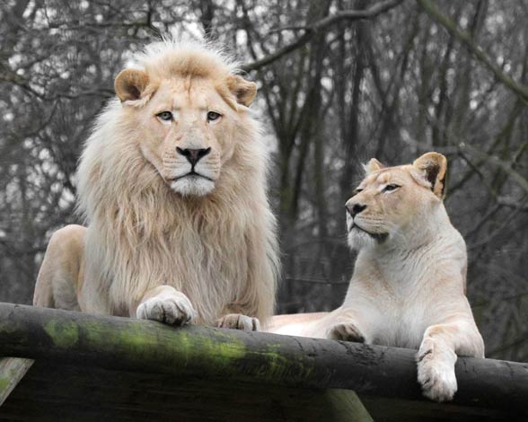 White lions