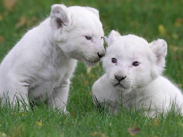 White lion