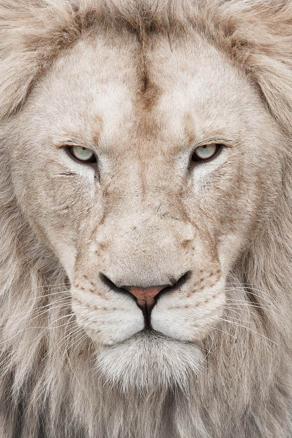 White lion