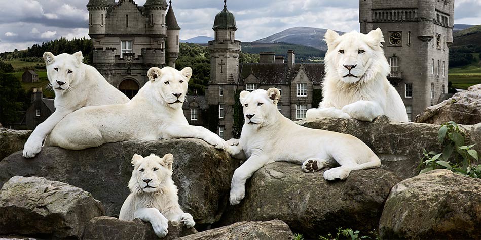 White lions 