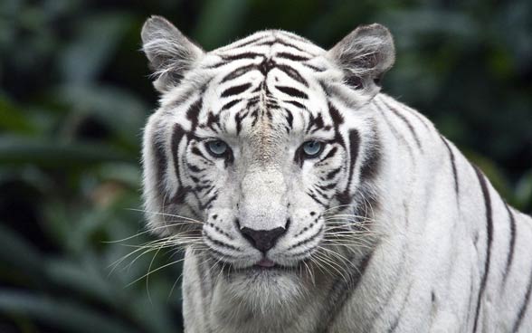  Tigre blanco