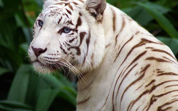  Tigre blanco