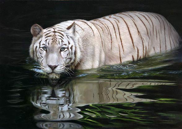  Tigre blanco