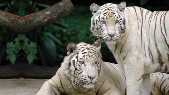 White tigers