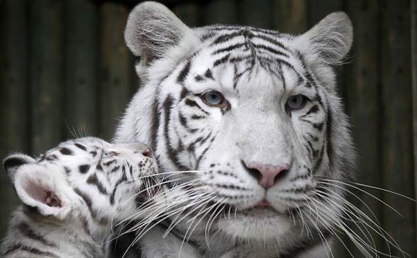 White tigers