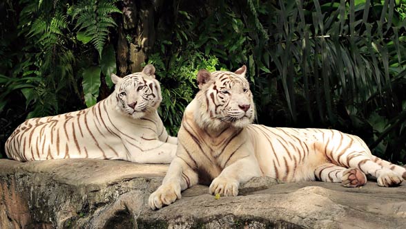 White tigers