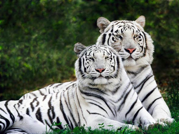 types of white tigers