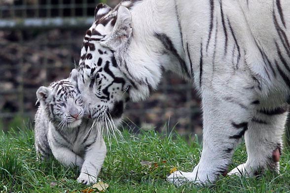 types of white tigers