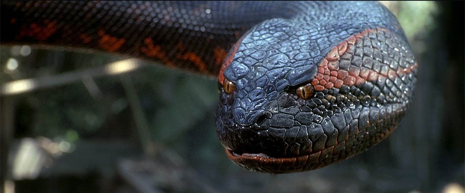Anaconda The World S Largest Snake Dinoanimals Com
