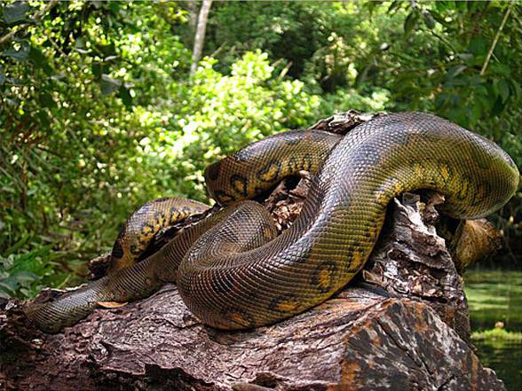 Anaconda The World S Largest Snake Dinoanimals Com