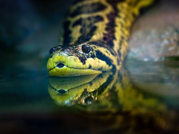 Longest snake in captivity - Medua at 7.67 metres (25 ft 2 in) 🐍 