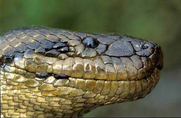 Anaconda (Eunectes)