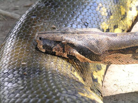 what is the largest green anaconda ever recorded