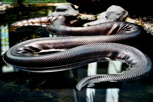 Anaconda (Eunectes)