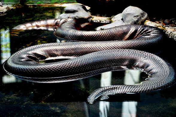 Anaconda – the world's largest snake?