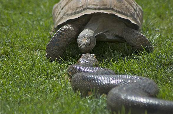 Anaconda (Eunectes)