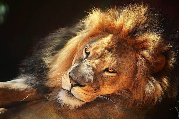 Barbary lion / Atlas lion (Panthera leo leo)
