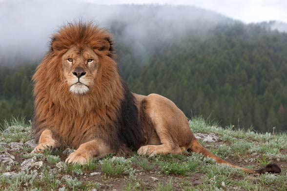 Barbary lion / Atlas lion (Panthera leo leo)
