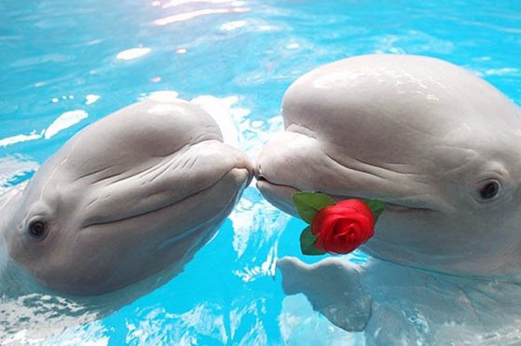 Beluga whale, white whale (Delphinapterus leucas)