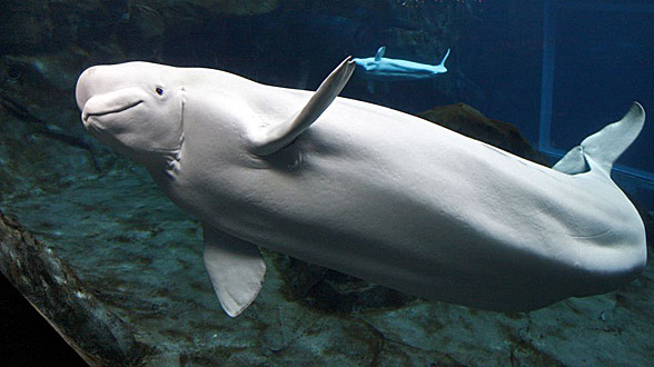 Beluga whale, white whale (Delphinapterus leucas)