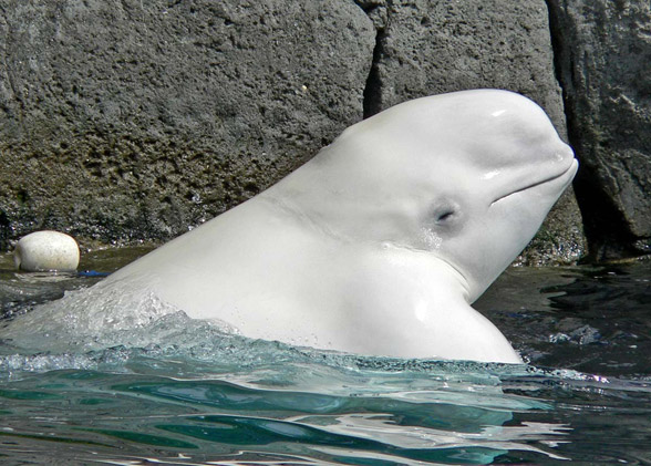 Beluga whale, white whale (Delphinapterus leucas)