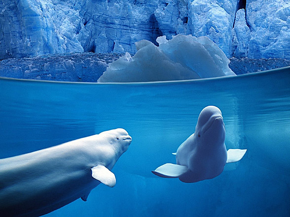 Beluga Whale In The Arctic