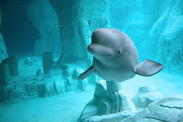 Beluga whale, white whale (Delphinapterus leucas)